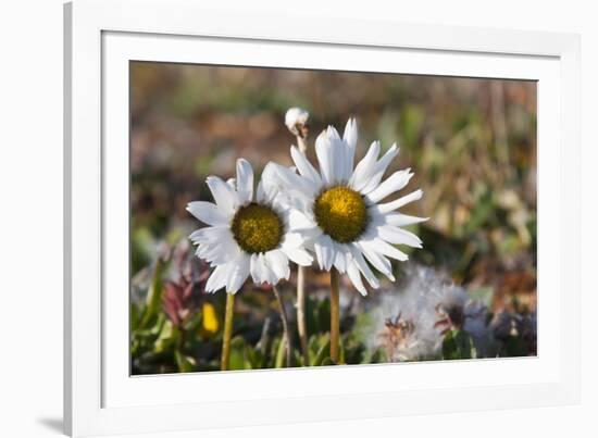 Arctic Chrysanthemum (Chrysanthemum arcticum), Cape Onman, Chukchi Sea, Russia Far East-Keren Su-Framed Photographic Print