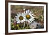 Arctic Chrysanthemum (Chrysanthemum arcticum), Cape Onman, Chukchi Sea, Russia Far East-Keren Su-Framed Photographic Print