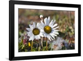 Arctic Chrysanthemum (Chrysanthemum arcticum), Cape Onman, Chukchi Sea, Russia Far East-Keren Su-Framed Photographic Print