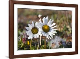 Arctic Chrysanthemum (Chrysanthemum arcticum), Cape Onman, Chukchi Sea, Russia Far East-Keren Su-Framed Photographic Print