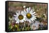 Arctic Chrysanthemum (Chrysanthemum arcticum), Cape Onman, Chukchi Sea, Russia Far East-Keren Su-Framed Stretched Canvas