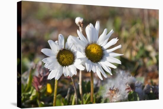 Arctic Chrysanthemum (Chrysanthemum arcticum), Cape Onman, Chukchi Sea, Russia Far East-Keren Su-Stretched Canvas