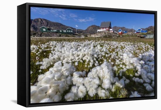 Arctic Cotton Grass (Eriophorum Scheuchzeri) Flowering in Sisimiut, Greenland, Polar Regions-Michael-Framed Stretched Canvas