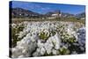 Arctic Cotton Grass (Eriophorum Scheuchzeri) Flowering in Sisimiut, Greenland, Polar Regions-Michael-Stretched Canvas