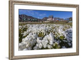 Arctic Cotton Grass (Eriophorum Scheuchzeri) Flowering in Sisimiut, Greenland, Polar Regions-Michael-Framed Photographic Print