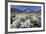 Arctic Cotton Grass (Eriophorum Scheuchzeri) Flowering in Sisimiut, Greenland, Polar Regions-Michael-Framed Photographic Print