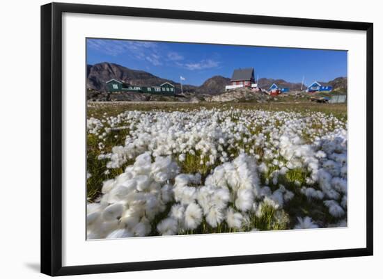 Arctic Cotton Grass (Eriophorum Scheuchzeri) Flowering in Sisimiut, Greenland, Polar Regions-Michael-Framed Photographic Print