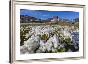 Arctic Cotton Grass (Eriophorum Scheuchzeri) Flowering in Sisimiut, Greenland, Polar Regions-Michael-Framed Photographic Print