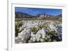 Arctic Cotton Grass (Eriophorum Scheuchzeri) Flowering in Sisimiut, Greenland, Polar Regions-Michael-Framed Photographic Print