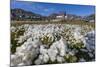 Arctic Cotton Grass (Eriophorum Scheuchzeri) Flowering in Sisimiut, Greenland, Polar Regions-Michael-Mounted Photographic Print