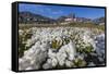 Arctic Cotton Grass (Eriophorum Scheuchzeri) Flowering in Sisimiut, Greenland, Polar Regions-Michael-Framed Stretched Canvas