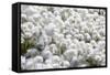 Arctic Cotton Grass (Eriophorum Scheuchzeri) Flowering in Sisimiut, Greenland, Polar Regions-Michael Nolan-Framed Stretched Canvas