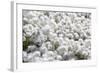 Arctic Cotton Grass (Eriophorum Scheuchzeri) Flowering in Sisimiut, Greenland, Polar Regions-Michael Nolan-Framed Photographic Print