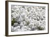 Arctic Cotton Grass (Eriophorum Scheuchzeri) Flowering in Sisimiut, Greenland, Polar Regions-Michael Nolan-Framed Photographic Print