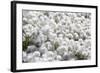 Arctic Cotton Grass (Eriophorum Scheuchzeri) Flowering in Sisimiut, Greenland, Polar Regions-Michael Nolan-Framed Photographic Print