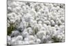 Arctic Cotton Grass (Eriophorum Scheuchzeri) Flowering in Sisimiut, Greenland, Polar Regions-Michael Nolan-Mounted Photographic Print