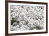 Arctic Cotton Grass (Eriophorum Scheuchzeri) Flowering in Sisimiut, Greenland, Polar Regions-Michael Nolan-Framed Photographic Print