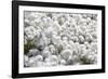 Arctic Cotton Grass (Eriophorum Scheuchzeri) Flowering in Sisimiut, Greenland, Polar Regions-Michael Nolan-Framed Photographic Print