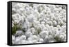 Arctic Cotton Grass (Eriophorum Scheuchzeri) Flowering in Sisimiut, Greenland, Polar Regions-Michael Nolan-Framed Stretched Canvas