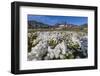 Arctic Cotton Grass (Eriophorum Scheuchzeri) Flowering in Sisimiut, Greenland, Polar Regions-Michael-Framed Photographic Print