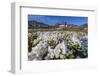 Arctic Cotton Grass (Eriophorum Scheuchzeri) Flowering in Sisimiut, Greenland, Polar Regions-Michael-Framed Photographic Print