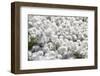 Arctic Cotton Grass (Eriophorum Scheuchzeri) Flowering in Sisimiut, Greenland, Polar Regions-Michael Nolan-Framed Photographic Print