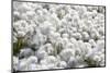 Arctic Cotton Grass (Eriophorum Scheuchzeri) Flowering in Sisimiut, Greenland, Polar Regions-Michael Nolan-Mounted Photographic Print