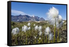 Arctic Cottongrass (Eriophorum Callitrix), Heckla Haven, Northeast Greenland, Polar Regions-Michael Nolan-Framed Stretched Canvas