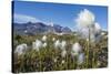 Arctic Cottongrass (Eriophorum Callitrix), Heckla Haven, Northeast Greenland, Polar Regions-Michael Nolan-Stretched Canvas