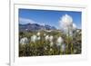 Arctic Cottongrass (Eriophorum Callitrix), Heckla Haven, Northeast Greenland, Polar Regions-Michael Nolan-Framed Photographic Print