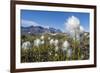 Arctic Cottongrass (Eriophorum Callitrix), Heckla Haven, Northeast Greenland, Polar Regions-Michael Nolan-Framed Photographic Print