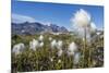 Arctic Cottongrass (Eriophorum Callitrix), Heckla Haven, Northeast Greenland, Polar Regions-Michael Nolan-Mounted Photographic Print
