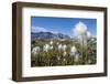 Arctic Cottongrass (Eriophorum Callitrix), Heckla Haven, Northeast Greenland, Polar Regions-Michael Nolan-Framed Photographic Print