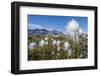 Arctic Cottongrass (Eriophorum Callitrix), Heckla Haven, Northeast Greenland, Polar Regions-Michael Nolan-Framed Photographic Print