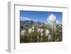 Arctic Cottongrass (Eriophorum Callitrix), Heckla Haven, Northeast Greenland, Polar Regions-Michael Nolan-Framed Photographic Print