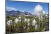 Arctic Cottongrass (Eriophorum Callitrix), Heckla Haven, Northeast Greenland, Polar Regions-Michael Nolan-Mounted Photographic Print