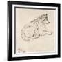 Arctic Dog, Facing Right (Pencil on Paper)-James Ward-Framed Giclee Print