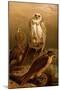 Arctic Falcon-F.W. Kuhnert-Mounted Art Print