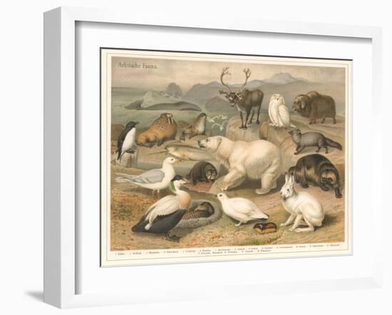 Arctic Fauna-null-Framed Art Print