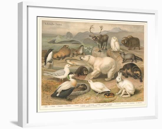 Arctic Fauna-null-Framed Art Print