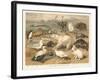 Arctic Fauna-null-Framed Art Print