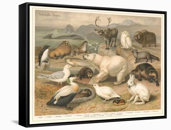 Arctic Fauna-null-Framed Stretched Canvas