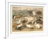 Arctic Fauna-null-Framed Art Print