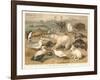 Arctic Fauna-null-Framed Art Print