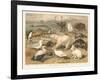 Arctic Fauna-null-Framed Art Print