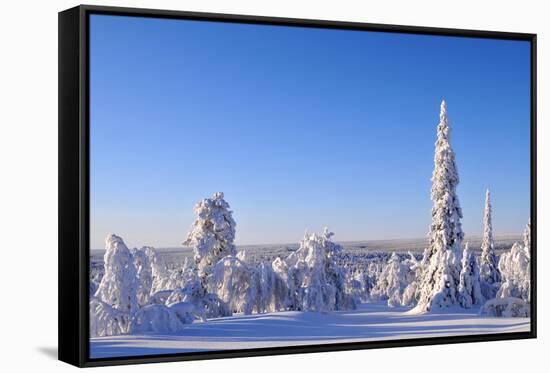 Arctic Forest in Winter-1photo-Framed Stretched Canvas