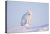 Arctic Fox Adult Pauses on a Snow Bank, ANWR, Alaska, USA-Steve Kazlowski-Stretched Canvas