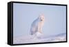 Arctic Fox Adult Pauses on a Snow Bank, ANWR, Alaska, USA-Steve Kazlowski-Framed Stretched Canvas