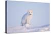 Arctic Fox Adult Pauses on a Snow Bank, ANWR, Alaska, USA-Steve Kazlowski-Stretched Canvas