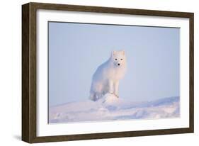 Arctic Fox Adult Pauses on a Snow Bank, ANWR, Alaska, USA-Steve Kazlowski-Framed Photographic Print